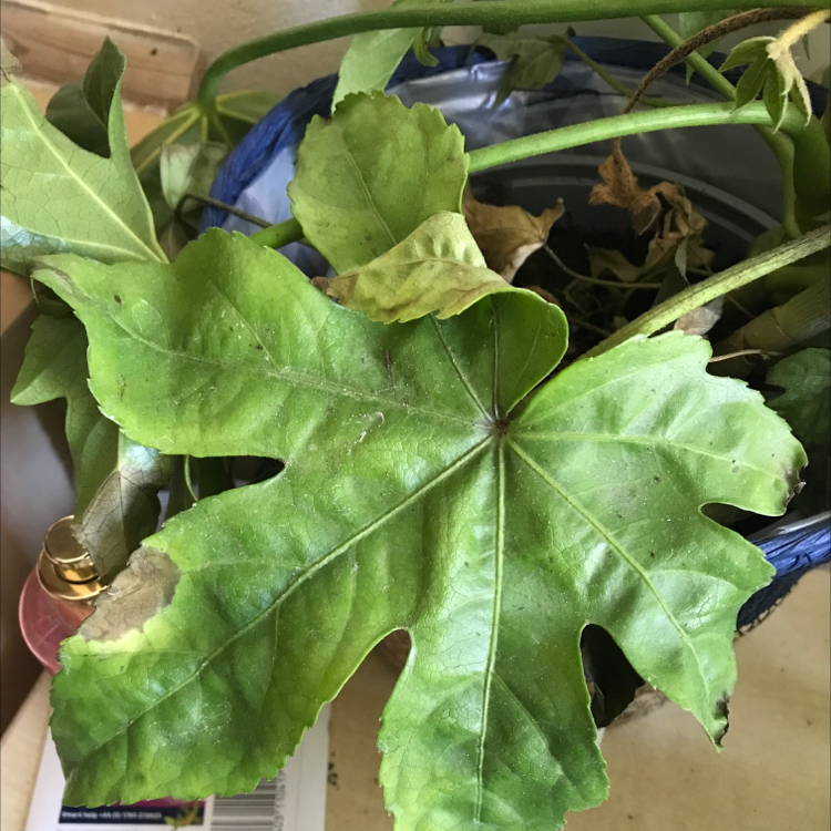 Fatsia plant with large, lobed leaves showing yellowing and browning. Potted with partially visible soil.
