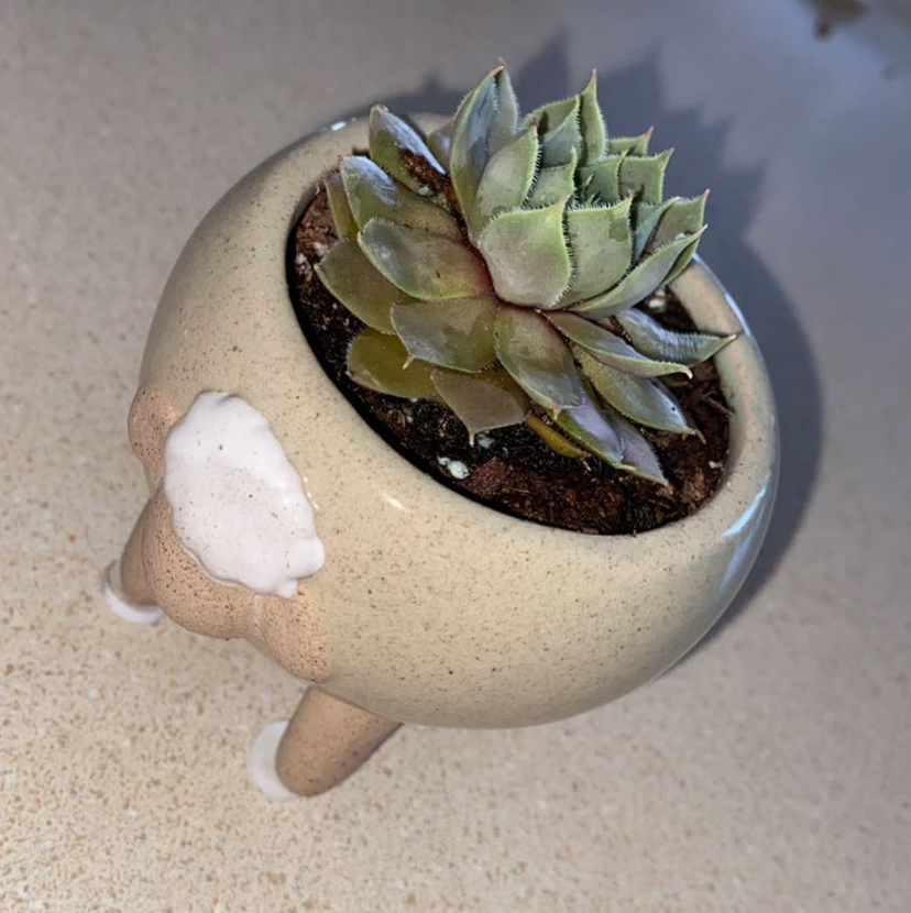 Lipstick Echeveria plant photo by @m_fields22 named Tim on Greg, the plant care app.