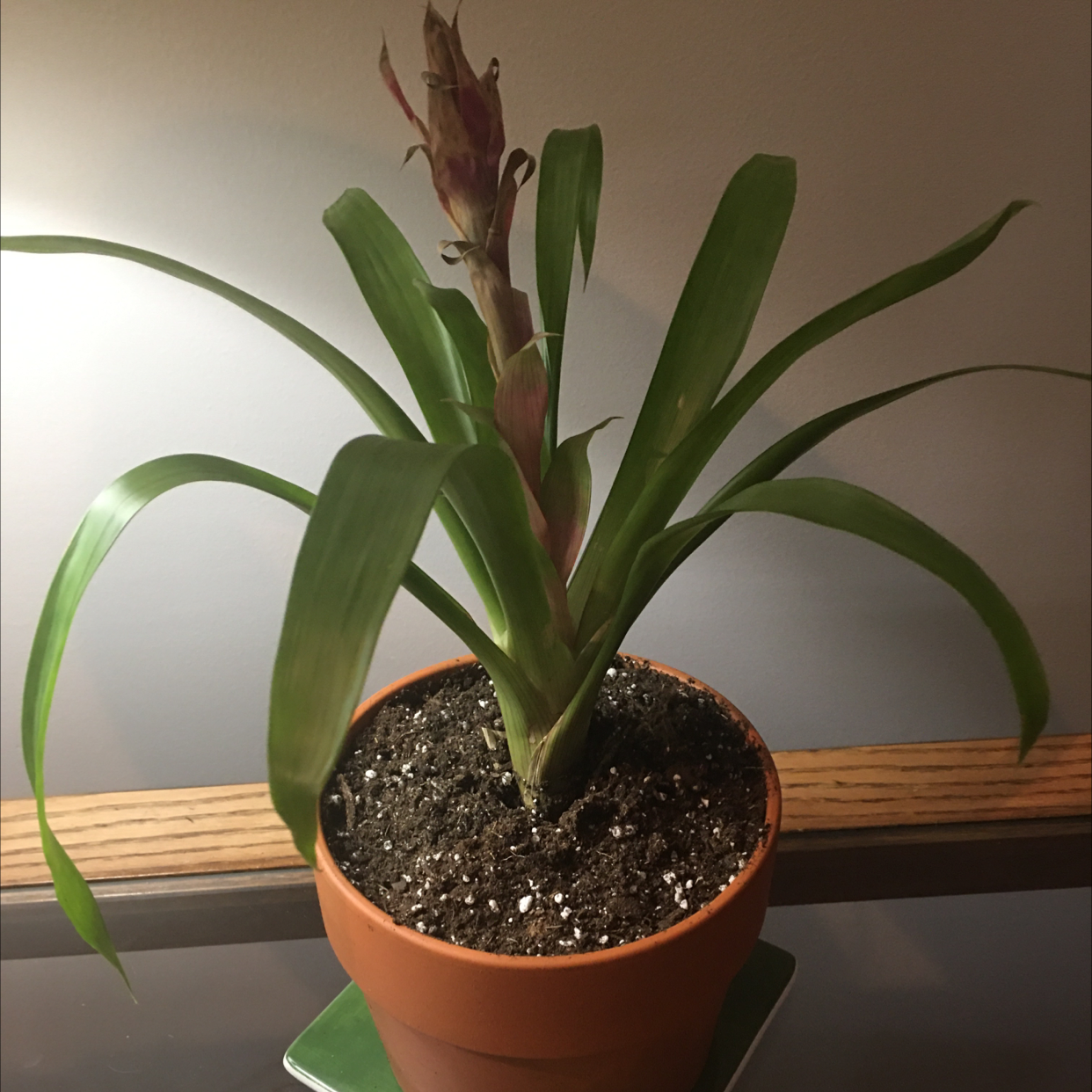 Healthy Droophead Tufted Airplant potted in terracotta, with long drooping green leaves and no signs of discoloration or disease.