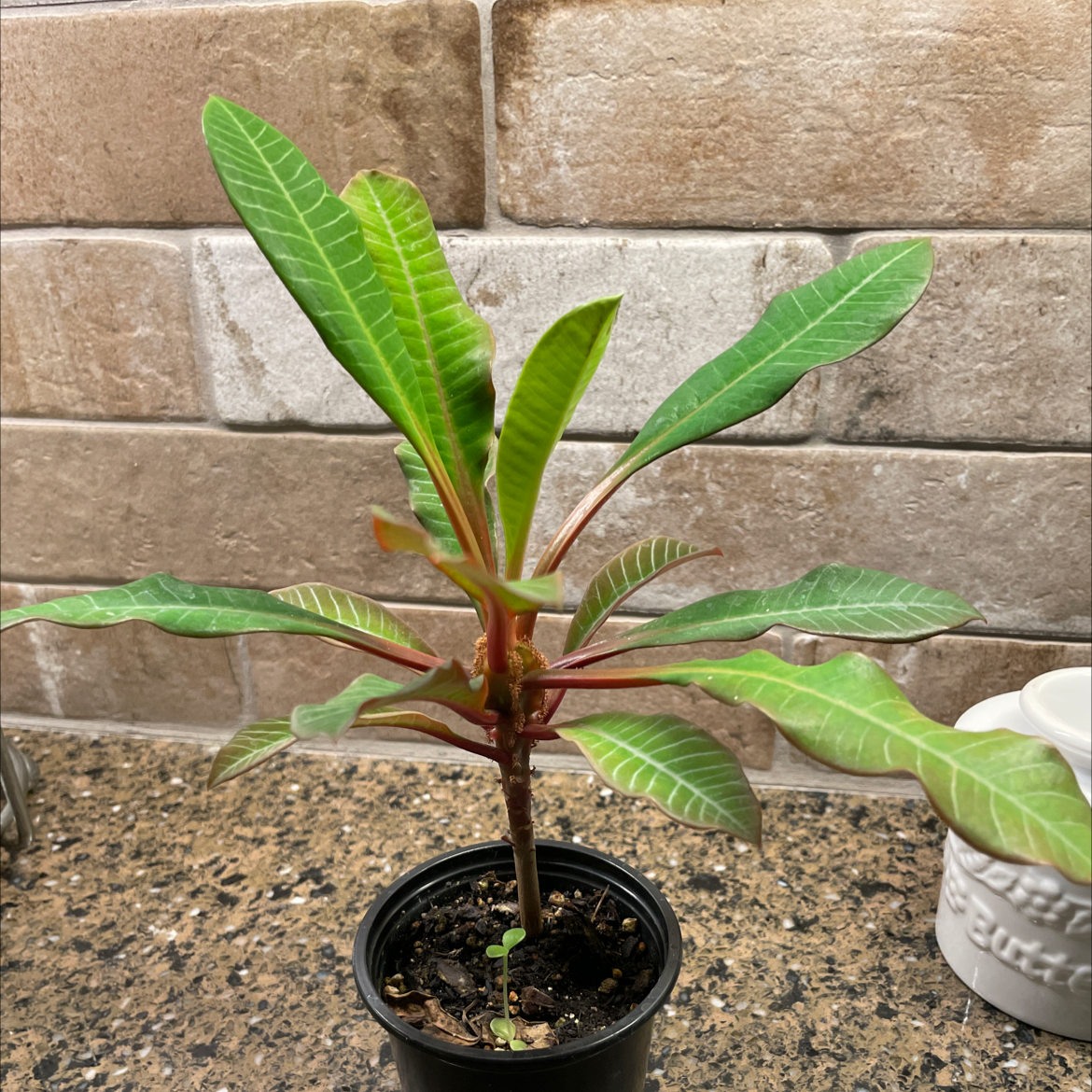 Madagascar Jewel plant photo by @Ctimmins62 named Lily on Greg, the plant care app.