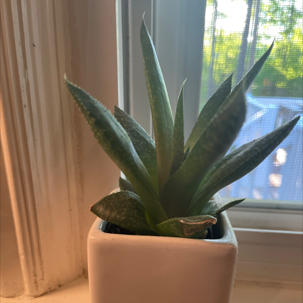 Bredasdorp Gasteria plant in a white pot on a windowsill with a view of greenery outside.