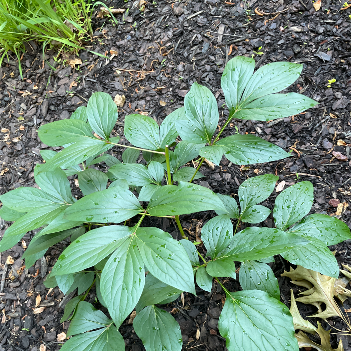 YearRound Light Requirements For Your Chinese Peony