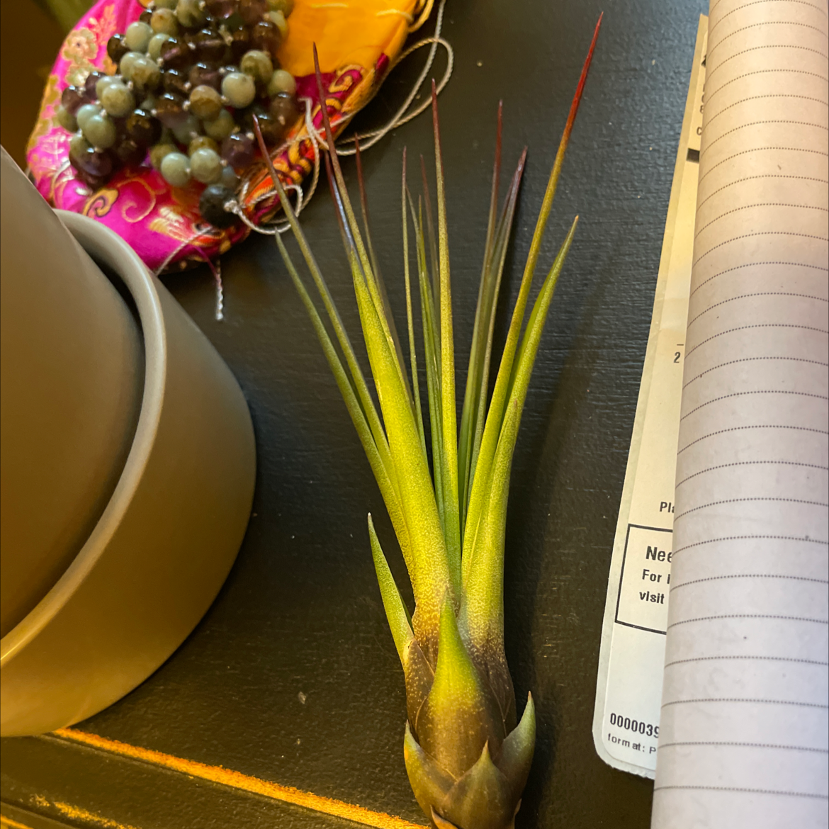 Fishbone Air Plant on a dark surface with various objects in the background.