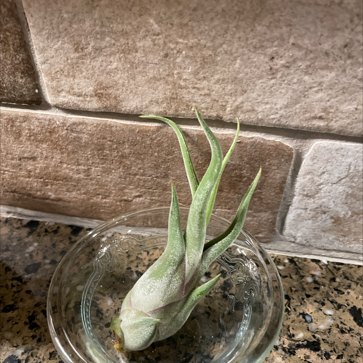 Shirley Temple Air Plant in a glass bowl on a countertop.
