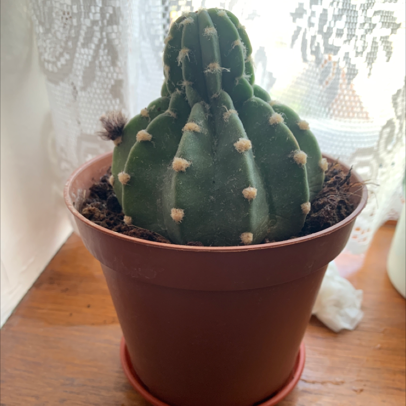 Domino Cactus in a brown pot, healthy and well-framed.
