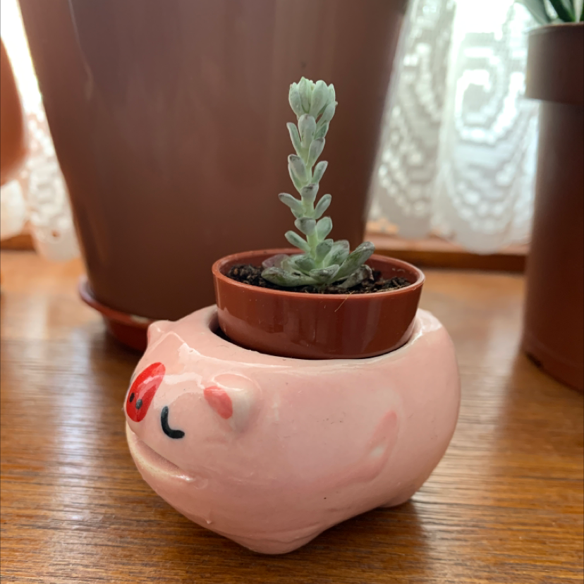 Corsican Stonecrop in a pig-shaped planter with other pots in the background.