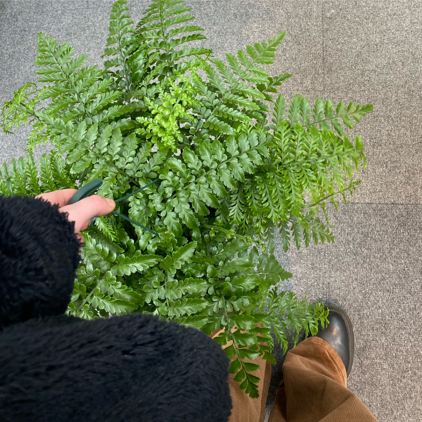 Healthy Male-Fern with vibrant green fronds and a visible hand.
