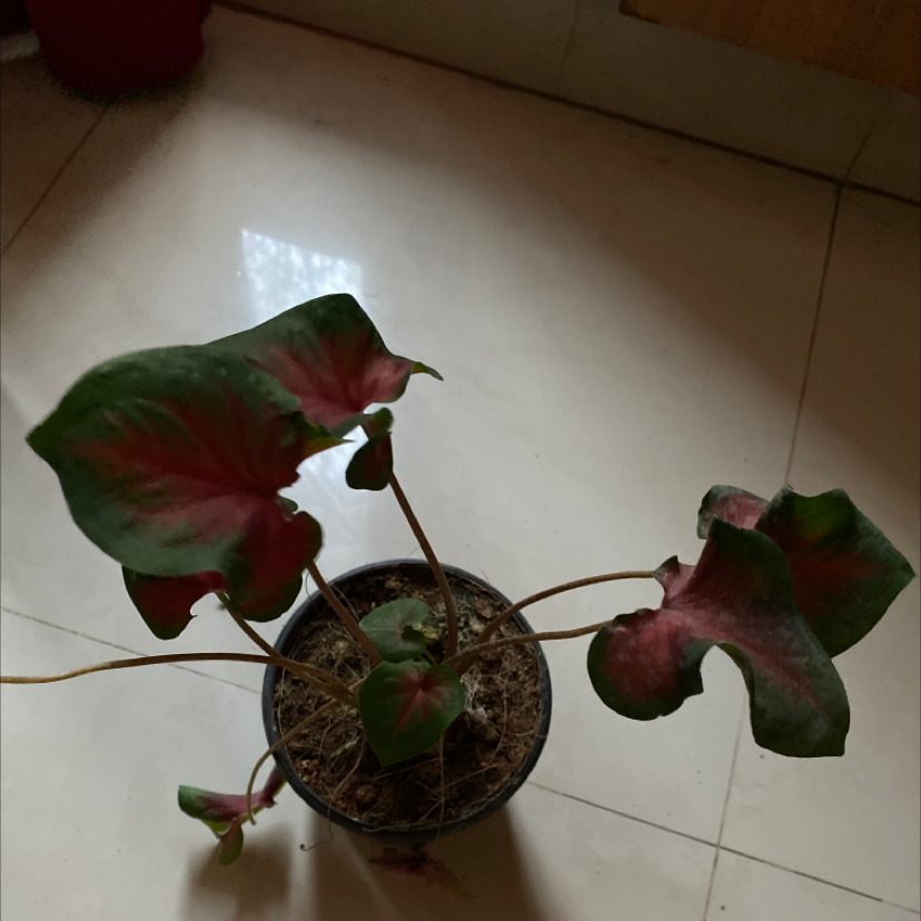 Caladium Gingerland plant photo by Ameya named Red and green on Greg, the plant care app.