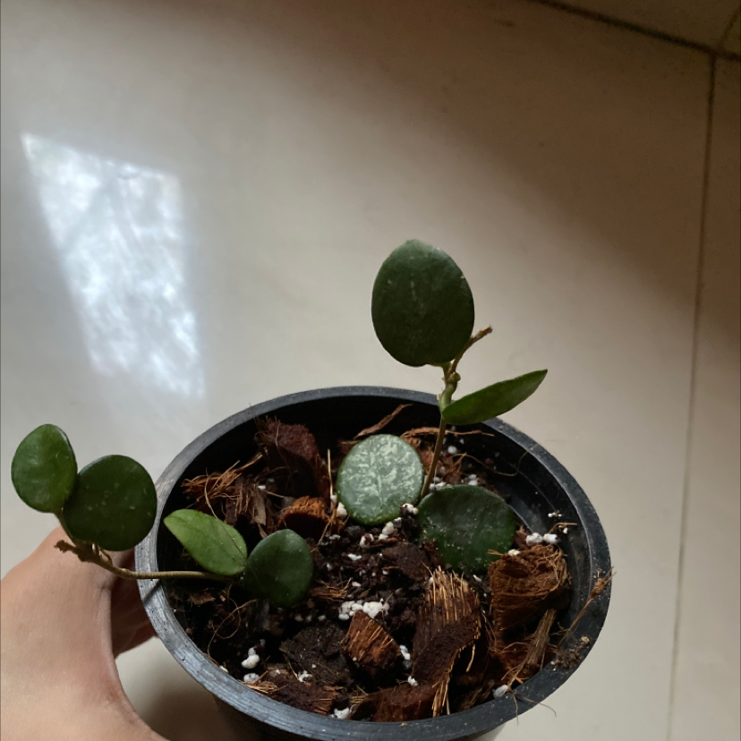 Hoya 'Mathilde' plant in a pot with visible soil and healthy leaves.