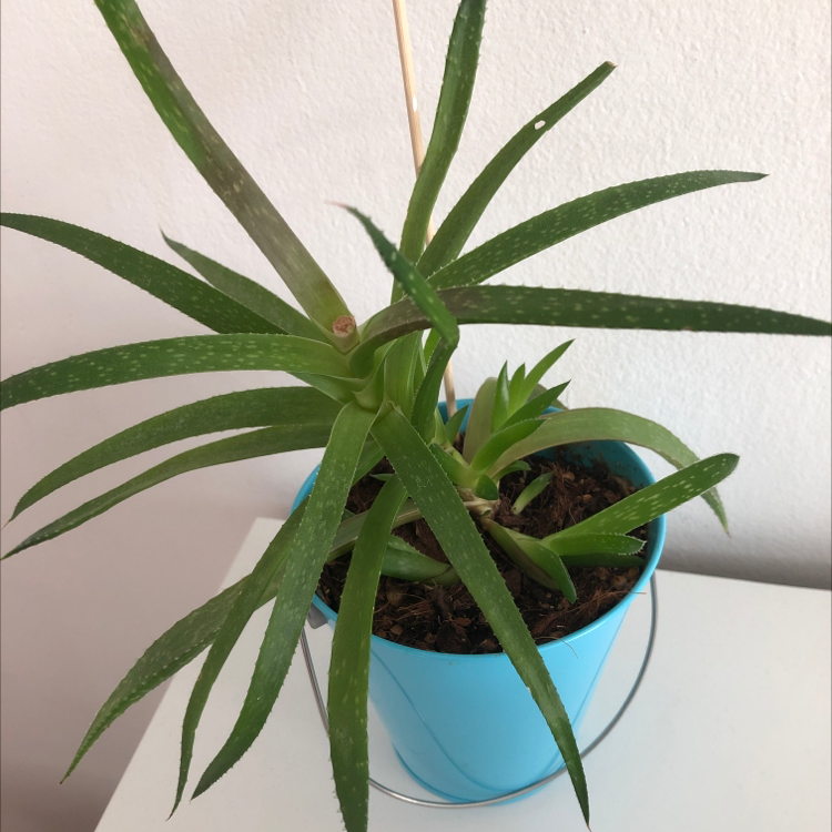 Aloe vera plant photo by Jaime named shawn on Greg, the plant care app.