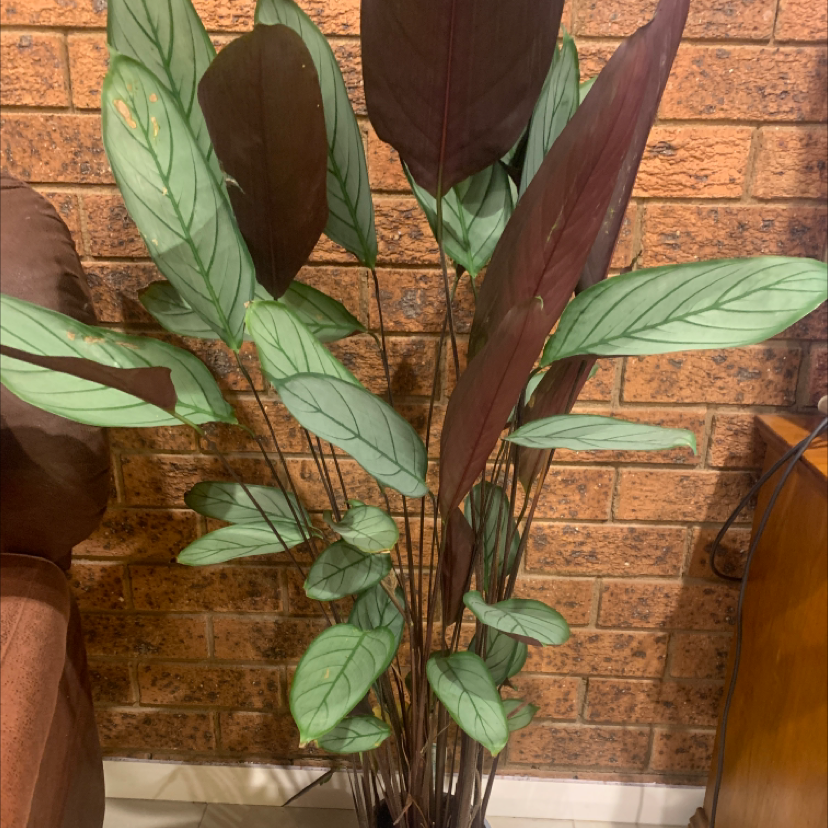 Photo of the plant species Never Never Ctenanthe by @CrustyPandaa named Keanu Leaves on Greg, the plant care app