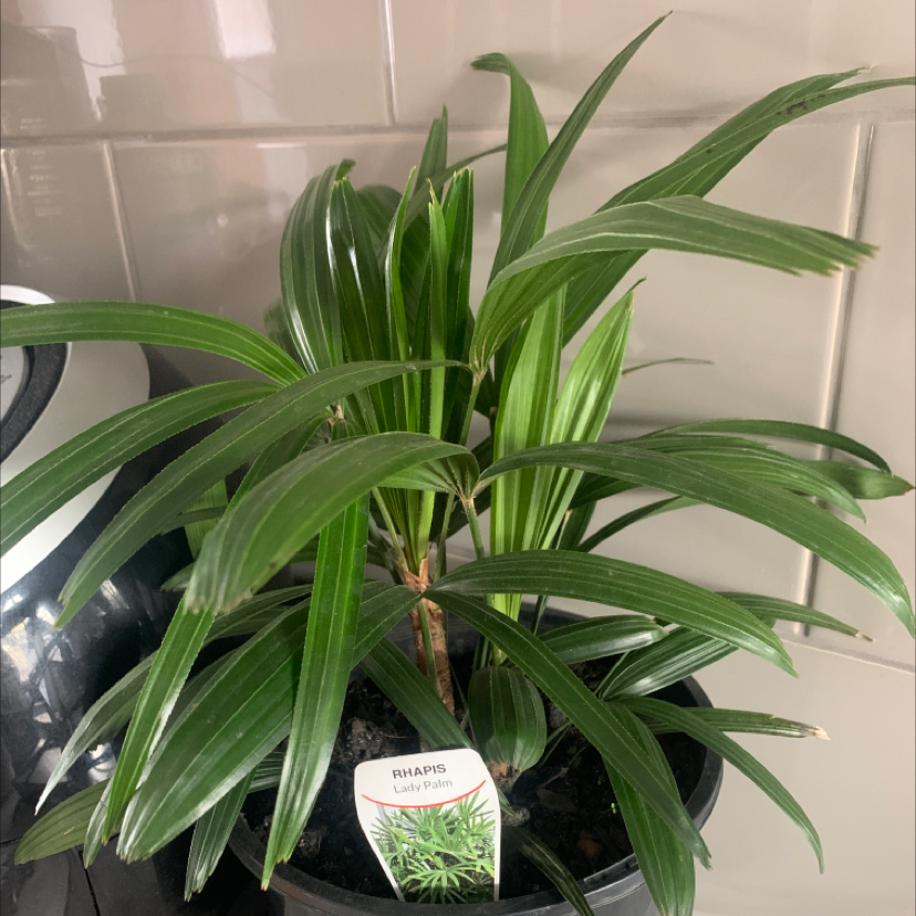 Healthy Rhapis palm in a pot, with lush green foliage showing slight yellowing on lower leaves. Soil visible.