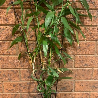 Lucky Bamboo plant in Wagga Wagga, New South Wales