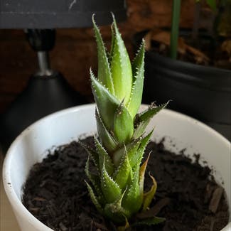 Short-Leaved Aloe plant in Wagga Wagga, New South Wales