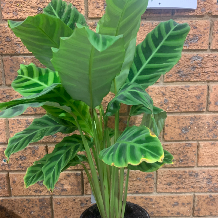 Zebra Calathea plant with broad, patterned leaves and some browning at the edges.