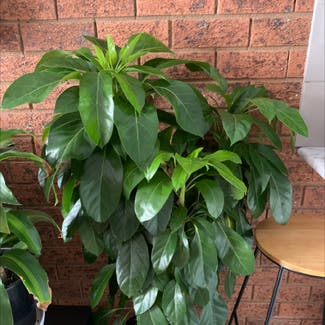 Australian Umbrella Tree plant in Wagga Wagga, New South Wales