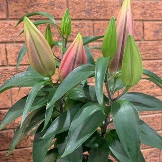 Stargazer Lily plant in Wagga Wagga, New South Wales