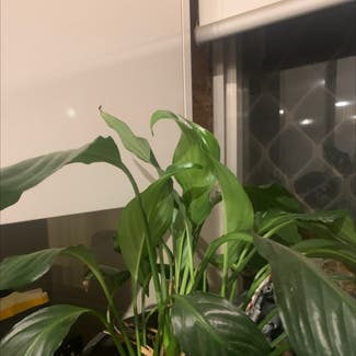 Peace Lily plant in Wagga Wagga, New South Wales