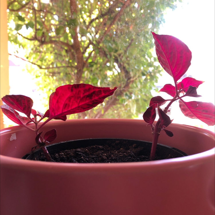 Herbst's Bloodleaf plant in a terracotta pot, with vibrant red and burgundy leaves. The plant appears healthy and is photographed outdoors.