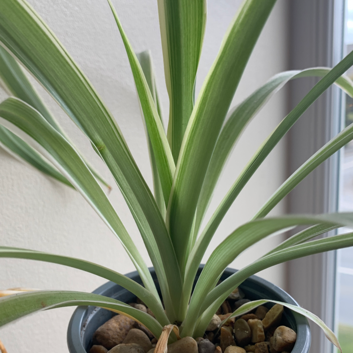 Spider Plant plant photo by @jessies.oasis named Arlo on Greg, the plant care app.