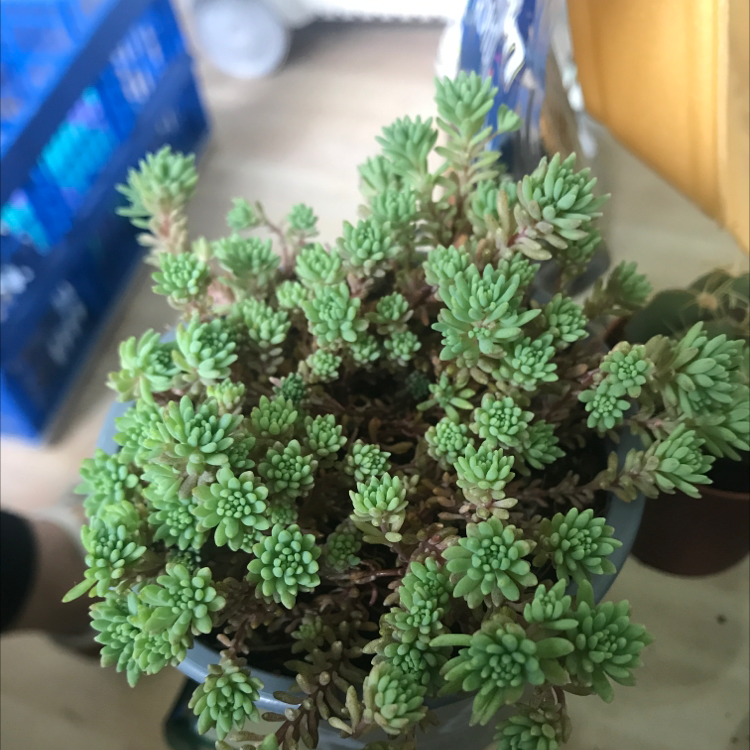 Photo of the plant species Spanish Stonecrop by @hashbrownsANDplants named Sally on Greg, the plant care app