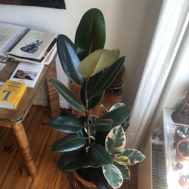 A healthy rubber plant with large, glossy variegated leaves in shades of green and yellow, potted in a brown pot on a wooden surface.