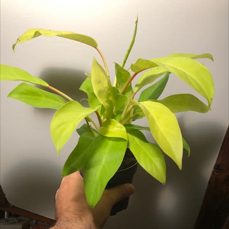 Photo of the plant species Philodendron 'Malay Gold' by Oscar named Pera on Greg, the plant care app