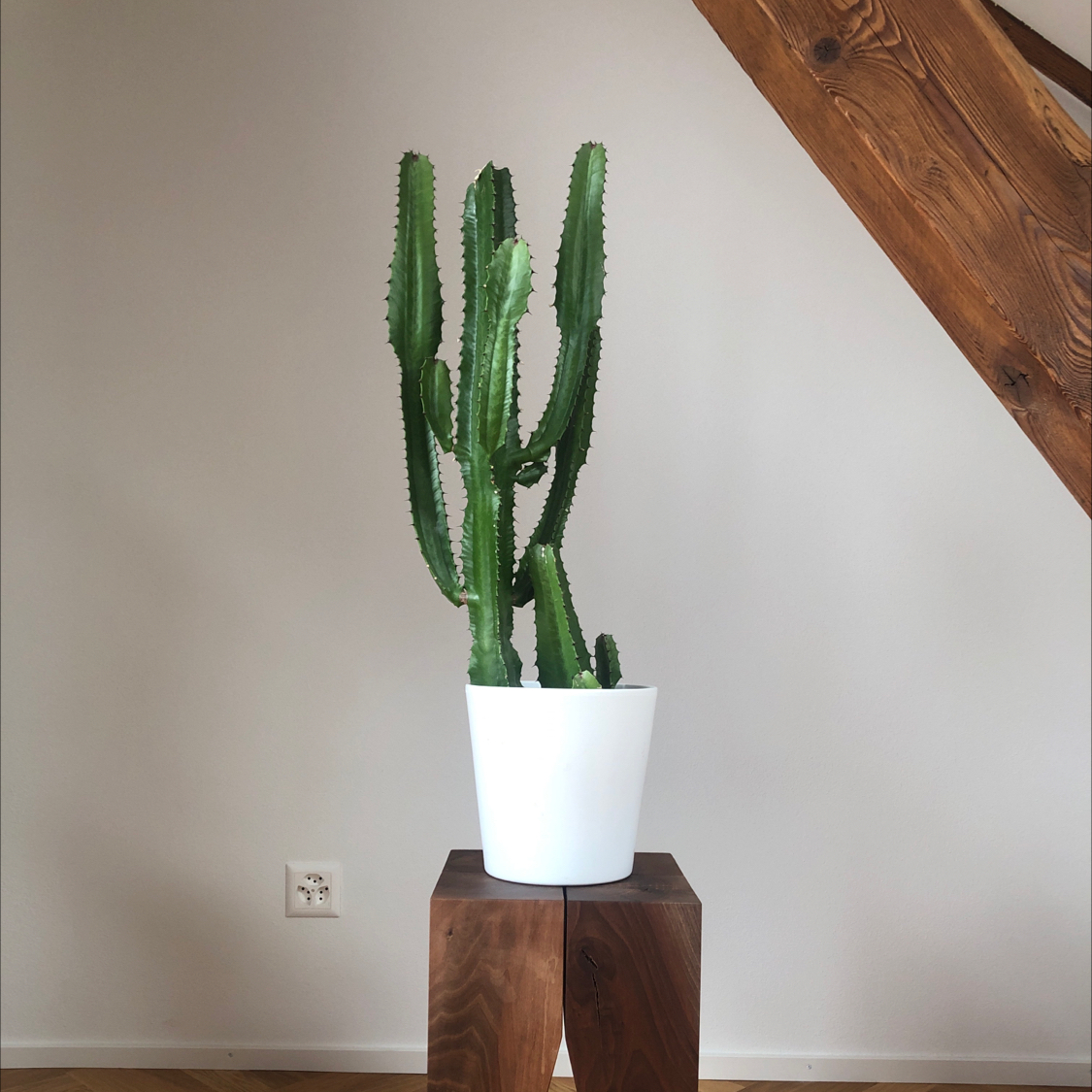 Photo of the plant species African Milk Tree by @oscar named Elio on Greg, the plant care app