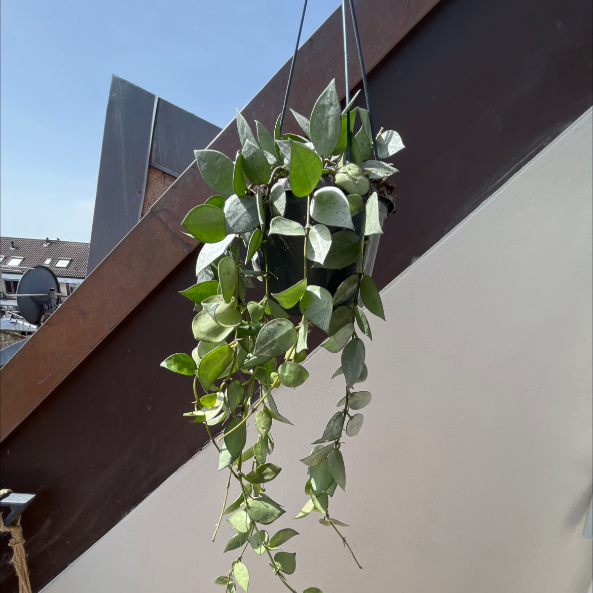 Hanging Hoya khroniana Silver Splash plant with green and silver variegated leaves.