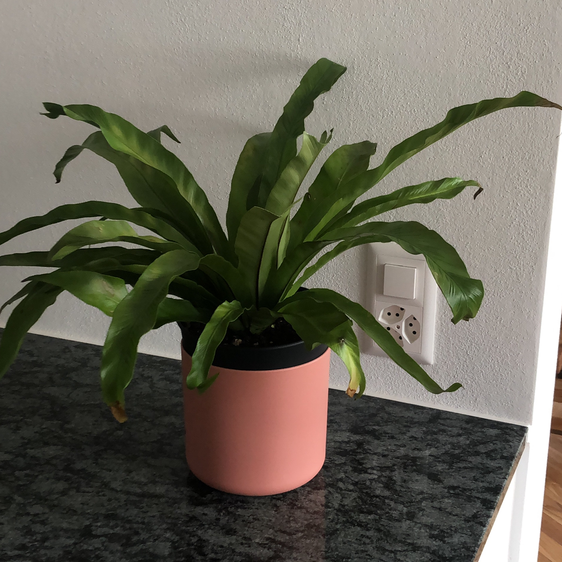 Bird's Nest Fern plant photo by @oscar named Fernie on Greg, the plant care app.