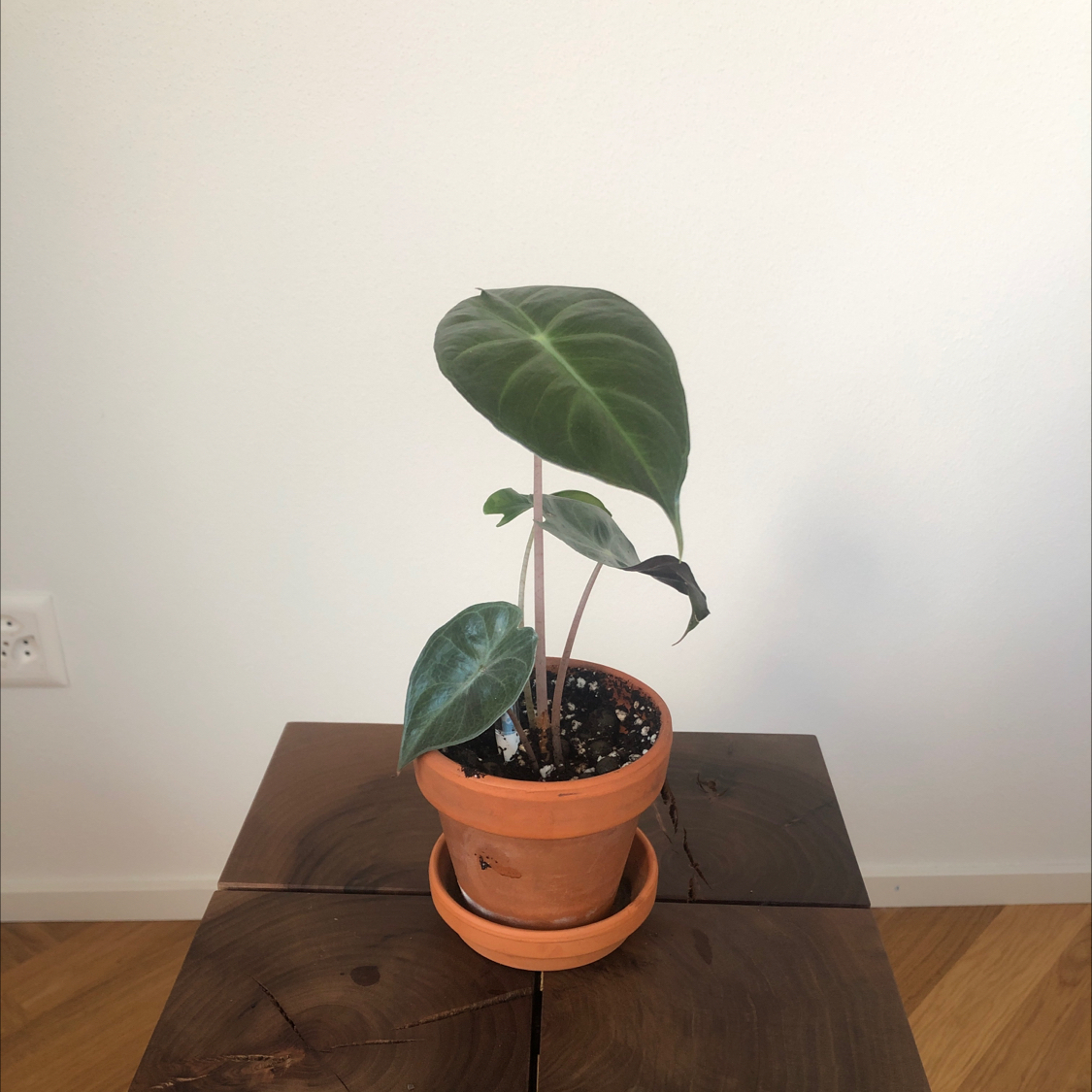 Alocasia Pink Dragon plant in a terracotta pot on a wooden table.