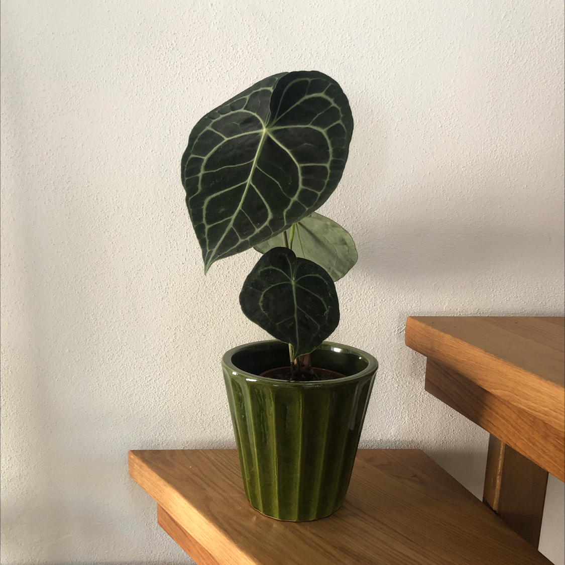 Velvet Cardboard Anthurium plant with dark green, velvety leaves in a green pot on a wooden surface.