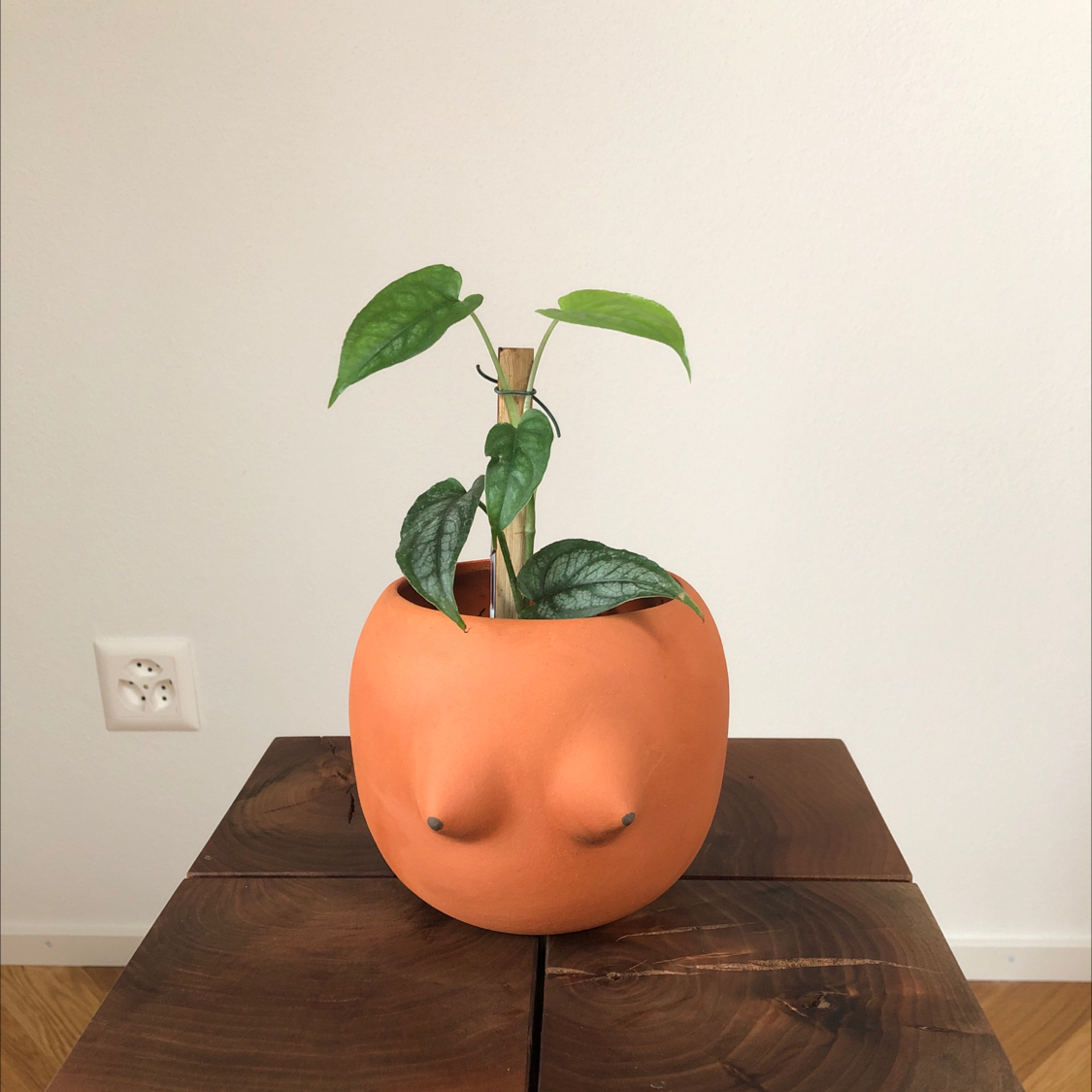 Photo of the plant species Silver Monstera by @oscar named Margot on Greg, the plant care app
