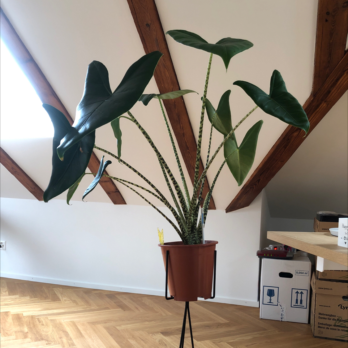 Potted Zebra Elephant Ear plant with large, dark green leaves and striped stems indoors.