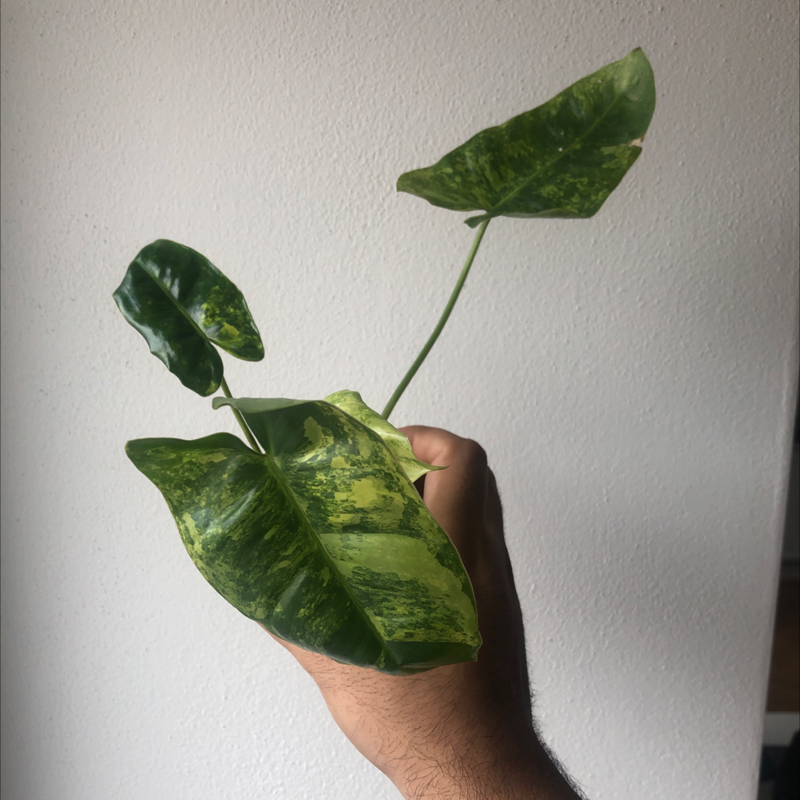 Burle Marx Variegata plant with variegated green and yellow leaves held by a hand.