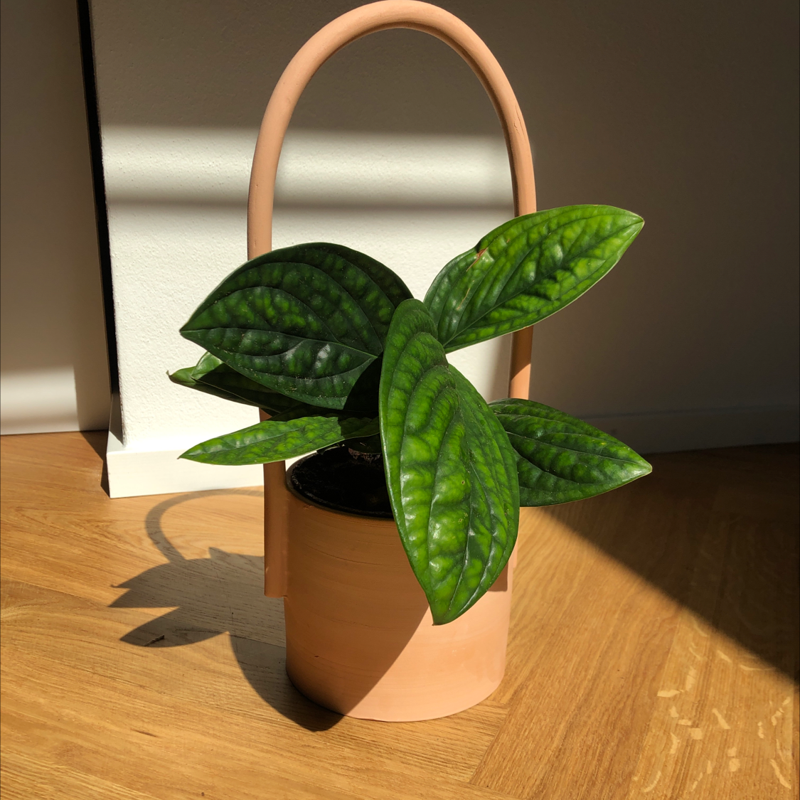 Healthy Monstera pinnatipartita plant in a pot with vibrant green leaves.