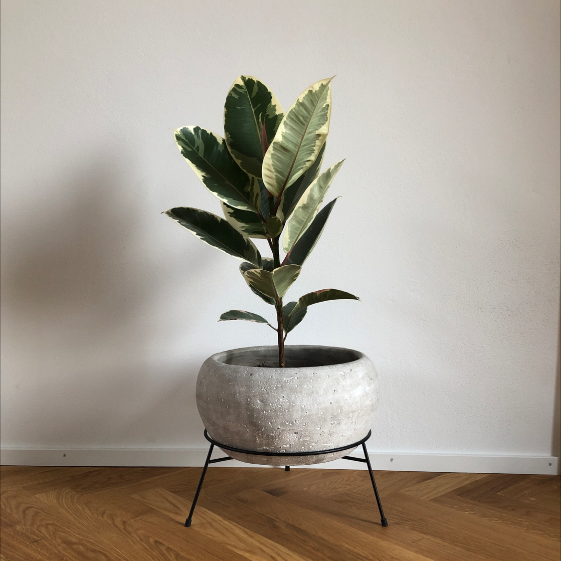 Photo of the plant species Variegated Rubber Tree by @oscar named Fiora on Greg, the plant care app