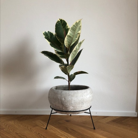 Photo of the plant species Variegated Rubber Tree by Oscar named Fiora on Greg, the plant care app