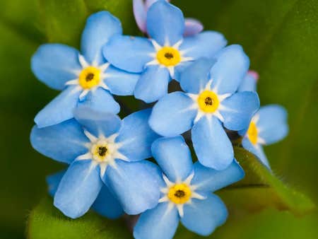 Photo of the plant species Chinese Forget-Me-Not by @I_love_lucie named Daisy Beans on Greg, the plant care app