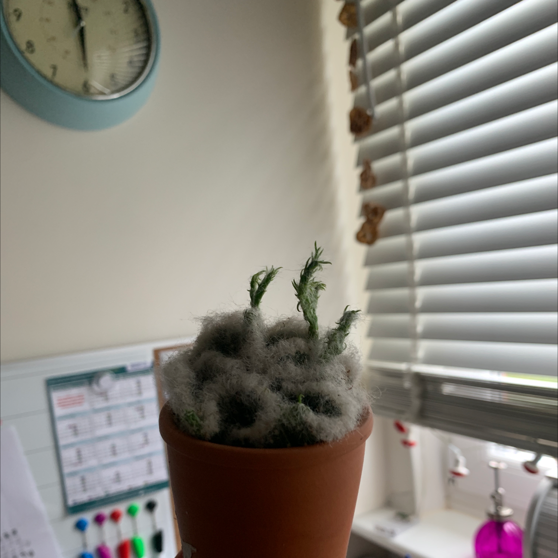 Photo of the plant species Old Man's Beard by Oliwia named Angus on Greg, the plant care app