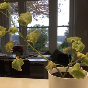 Pelargonium Hortorum plant photo by @Hannahhemi named Planty on Greg, the plant care app.