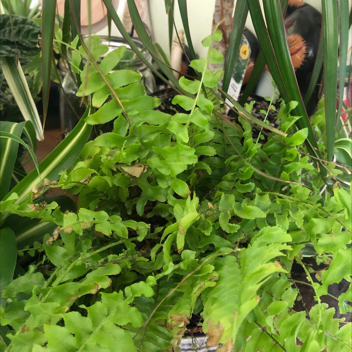 Boston Fern plant photo by Alice named Bella on Greg, the plant care app.