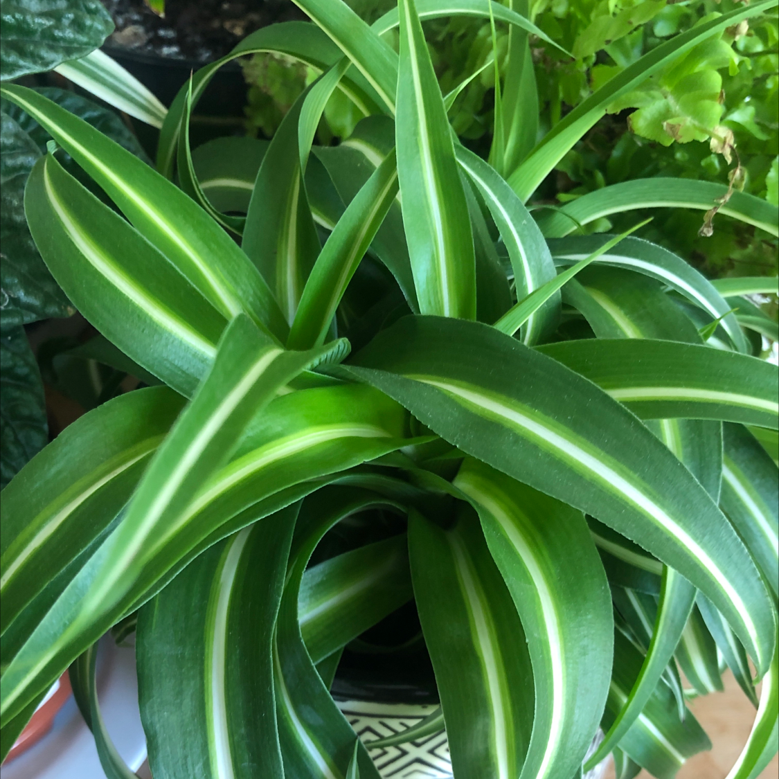 Spider Plant plant photo by Alice named Madonna on Greg, the plant care app.