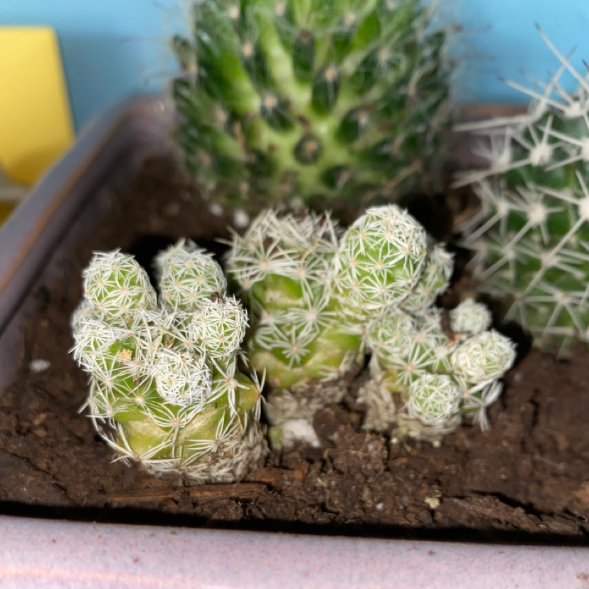 Thimble Cactus (Mammillaria gracilis fragilis) in a pot with soil, well-framed and focused.