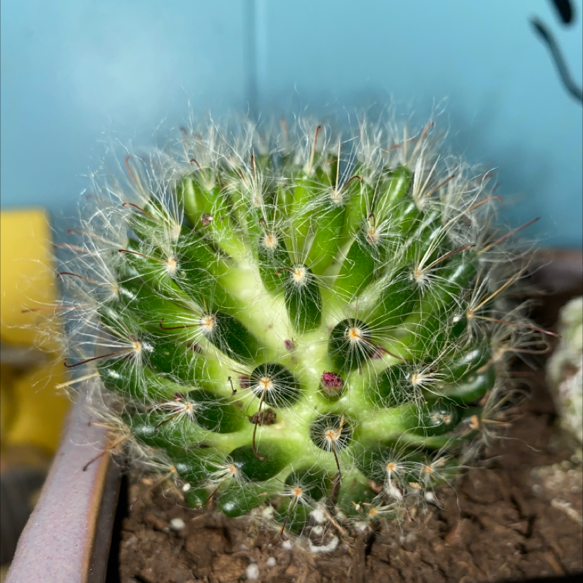 Powder Puff Cactus with healthy green color and white spines in a pot.