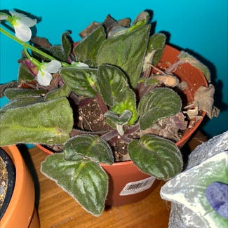 African Violet plant in London, Ontario