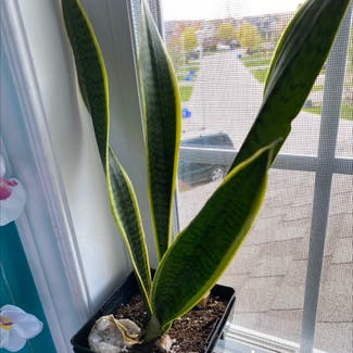 Snake Plant plant in London, Ontario
