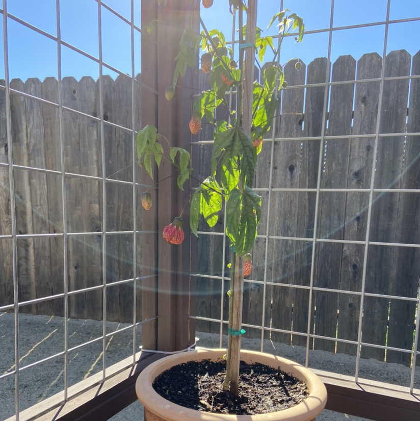 Potted Abutilon Pictum plant with green leaves and flowers in an outdoor area.