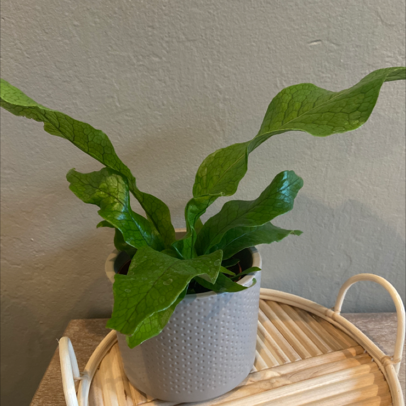 Crocodile Fern in a pot on a wooden surface, with vibrant green leaves.