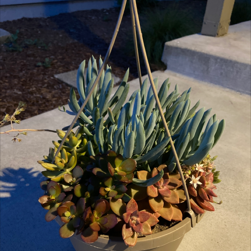 Hanging pot with healthy Pig's Ear succulent and other succulents, some flowering.